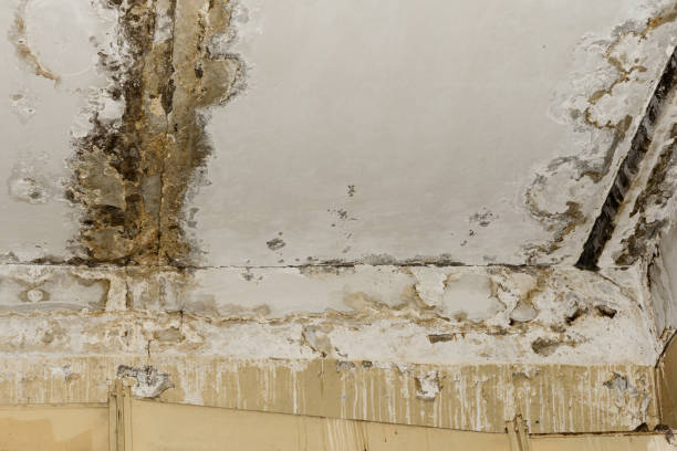 Trusted Rochester, NH Mold Inspection, Removal & Remediation Experts